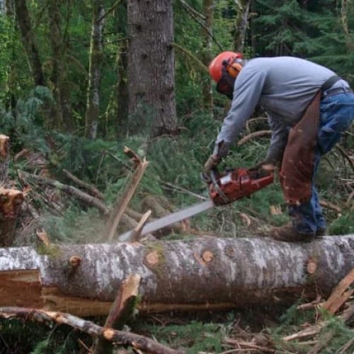 قص شجر الطائف: دليلك الشامل لتقليم الأشجار والعناية بها باحترافية